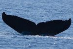 20140316e  Location:Ose seashore offing  Photographer:Katsuki Oki  G1