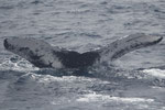 20140302a=R-3  Location:Uke-Jima  Photographer:Hideki Sai   G1:singer   R-3  Nicknamed,Nubo