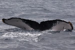 20140302b  Location:Uke-Jima  Photographer:Katsuki Oki   G3:20140302c