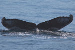 20140316d  Location:Ose seashore offing  Photographer:Katsuki Oki  G1