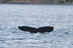 20140122b  Location:Satsukawa-Bay Photographer:kenjiro Ota  MCE:M,20140122a(E) 