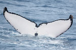 20200327a_Imazato_Oki_G1