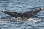 20130330a  Location:Naze  Photographer:Hideki Sai  G1
