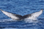 20140223e  Location:Kado  Photographer:Minori Maruno   G2:20140223f