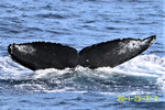 20200123b_Toenoki_Sai_G2_20200123aと同群