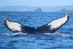 20140417c  Location:Ohama  Photographer:Hideki Sai   G2  R-261