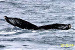 20200214a_En_Sai_G1