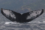 20140403b＝20140217f=R-411 Location:Surikozaki  Photographer:Katsuki Oki  G3:20140403a,20140403c  Nicknemed,※(Kome)