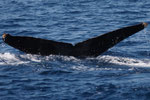 20140223c  Location:10km off the Kasarizaki cape  Photographer:Katsuki Oki   MC:M,20140223d(C)