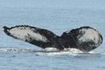 20140316f=R-76  Location:Ose seashore offing  Photographer:Kojiro Mizuno  G1