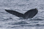 20140308a  Location:Yadori   Photographer:Kenjiro Ota  G3:20140308b,other(no photo)