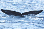20200301c_Dessho_Oki_G2_d