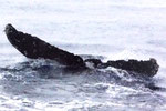 20200330c_Wase_Oki_G2_b