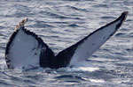 20130310a  Location:Uke-jima  Photographer:Hideki Sai  G2