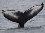 20130203a=20140122a  Location:Yorojima  Photographer:Katsuki Oki  G3:20130203b,20130203c