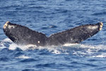20130223a  Location:Kiyama-jima  Photographer:Hideki Sai  G2:20130223b