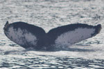 20130317a  Location:Naze  Photographer:Hideki Sai  G1