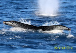 20200224b_Edatekujima_Sai_G3_20200224acと同群