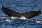 20140223a  Location:10km off the Kasarizaki cape   Photographer:Katsuki Oki   MC:M,20140223b(C)