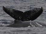 20130203b  Location:Yorojima  Photographer:Katsuki Oki  G3:20130203a,20130203c