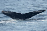 20140319a  Location:Edatekujima  Photographer:Hideki Sai  G2:20140319b