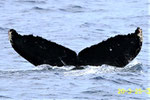 20200325d_Sanioki_Sai_MCE_20200325ceと同群