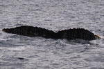 20140302c   Location:Uke-Jima   Photographer:Katsuki Oki  G3:20140302b