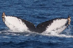 20140223b  Location:10km off the Kasarizaki cape  Photigrapher:Katsuki Oki    MC:C,20140223a(M)