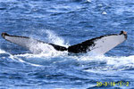 20200316b_Kominatowasekan_Sai_G2_20200316aと同群