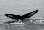 20140207b  Location:Asani,Amami-Oshima Photographer:Hideki Sai  G2:20140207a