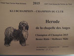 Herode de la chapelle des Anges (Champion of Champion 2015)
