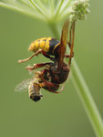 Hornisse fängt Biene