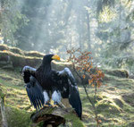 Miro - Riesenseeadler