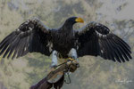 Miro - Riesenseeadler