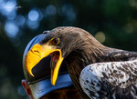 Miro - Riesenseeadler