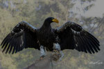 Miro - Riesenseeadler