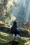Miro - Riesenseeadler 