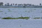 Alleppey, ses backwaters