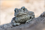 Kreuzkröte (Bufo calamita), Thüringen 2014