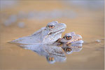 Grasfrosch (Rana temporaria), Thüringen 2012