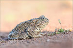 Kreuzkröte (Bufo calamita), Thüringen 2014