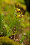 Frauenschuh (Cypripedium calceolus), Thüringen 2010