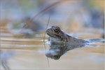 Grasfrosch (Rana temporaria), Thüringen 2011