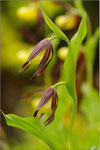 Frauenschuh (Cypripedium calceolus), Thüringen 2010