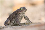 Kreuzkröte (Bufo calamita), Thüringen 2014