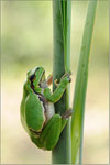 Laubfrosch (Hyla arborea), Thüringen 2012