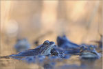 Grasfrosch (Rana temporaria), Thüringen 2012