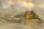 Gelbbauchunke (Bombina variegata), Thüringen 2011