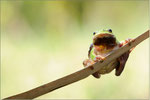 Laubfrosch (Hyla arborea), Thüringen 2012