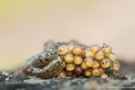 Geburtshelferkröte, (Alytes obstetricans), Thüringen 2017